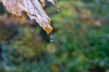Morning rain passed in the autumn forest