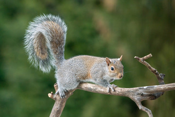 Grey Squirrel Climbing on a Branch