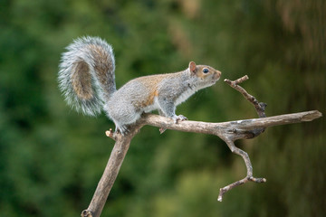 Grey Squirrel Climbing on a Branch