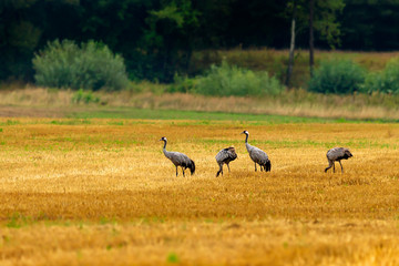 Cranes feed on the field.