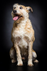 dog stares in surprise on a dark background