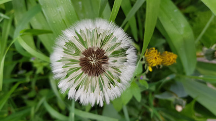 Fototapeta premium Dandelion in grass. Top view of round shape white dandelion closeup on blurry green grass background. Fluffy dandelion in summer day after rain. Fragility of nature. Herbal textures.