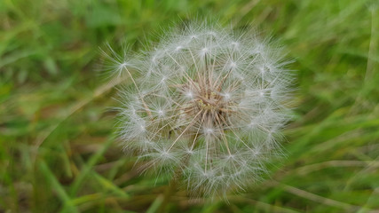 Fototapeta premium Dandelion on green background of grass. Delicate light texture of dandelion white seeds closeup on blurry green blades of grass background. Fluffy dandelion flower closeup. Fragility of nature.