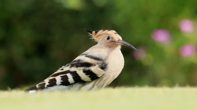Bird in the green grass with blurred flower at the background.