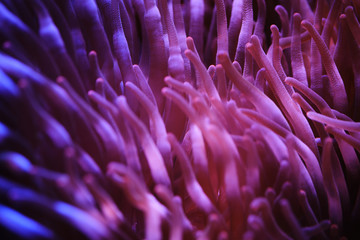 close up purple tentacles of Sea Anemone.