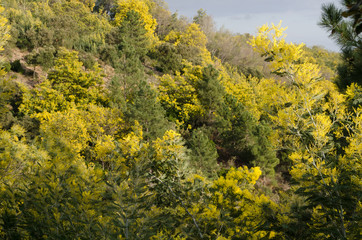 Mandelieu forêt de Mimosa