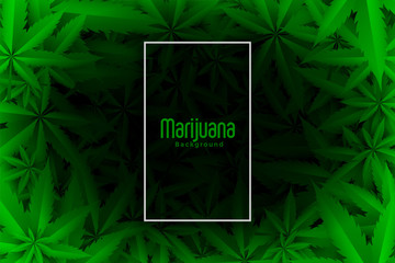 cannabis or marijuana green leaves background design