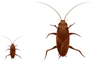 The drawing of two cockroach on white background.