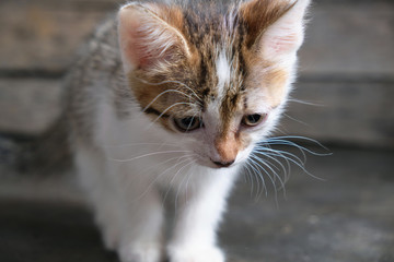 Beautiful white gray, small kitten. Help the animals.
