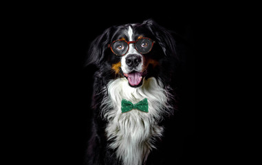 adult male bernese mountain dog in hipster glasses and green bow tie on dark black background. Headshot studio photo