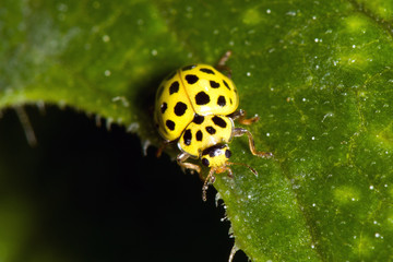 Macro image of insect