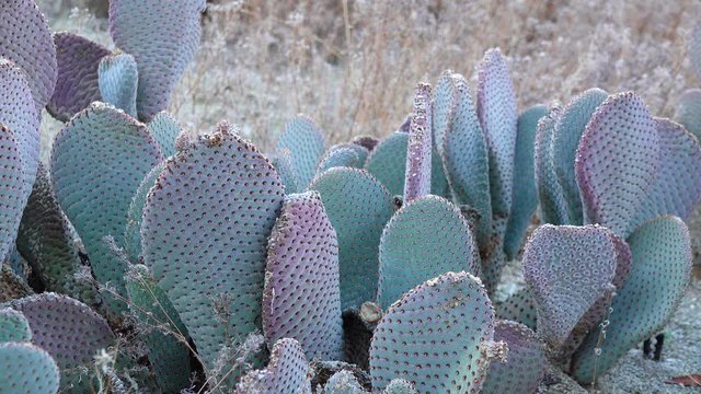 Cacti of California. Beavertail (Opuntia basilaris)
