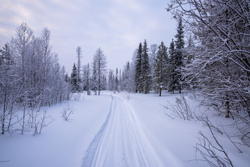 road in winter forest