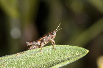 Macro image of insect