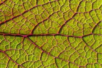 feuille de primevère en gros plan, nervures rouge