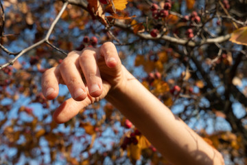 dancer hand, Autumn leaves behind the hands.