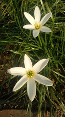 white flowers in garden