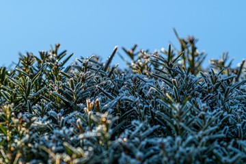 pokryte szronem kwiaty i trawy w ogrodzie © Henryk Niestrój