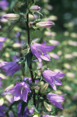 Bellflower (Campanula grossekii) plant