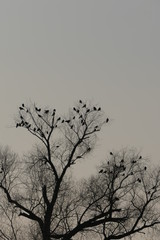 silhouette of tree with ravens