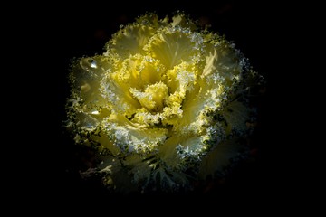 pokryte szronem kwiaty i trawy w ogrodzie © Henryk Niestrój