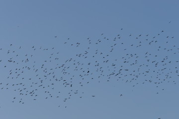 flock of ravens