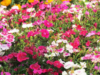 Beautiful morning dry flowers in garden