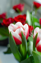 tulipan, kwiat, walentynki, dzień kobiet, bukiet, wazon, zapach, pyłek,