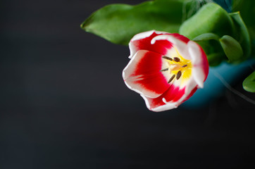 tulipan, kwiat, walentynki, dzień kobiet, wazon, zapach, pyłek, - obrazy, fototapety, plakaty