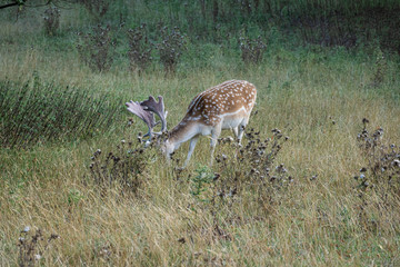 Naklejka na ściany i meble A wild spotted fallow deer grazing in a clearing in Ashton Court Estate, Bristol, United Kingdom