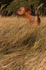 A hunting dog standing in tall grass. Breed: Rhodesian ridgeback.