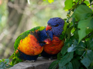 Two rainbow lorikeets preening each other affectionately on a stone basin