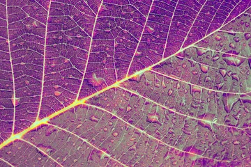 Foto op Plexiglas Pruim Macro blad textuur. Abstracte aardachtergrond. Verzadigde lila violette kleur.