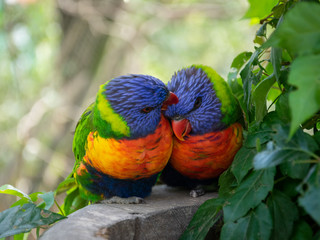 Two rainbow lorikeets preening each other affectionately on a stone basin