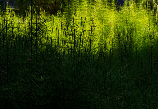 Green Horse Tail Plant Growing In Oaxaca Mexico