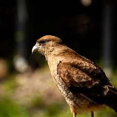 Hawk