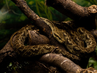 Fototapeta premium Snake