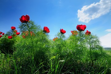 Meadow with green grass and red poppy flowers