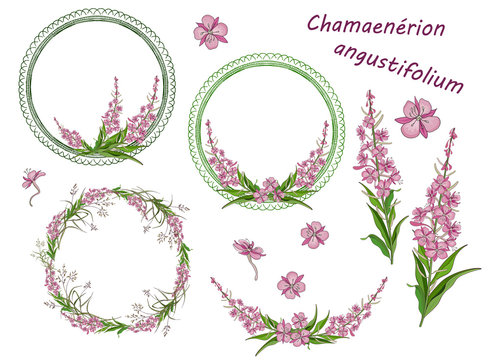 Set of round frames, wreaths, floral and floral elements of narrow-leaved fireweed flowers