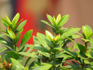 Green flowers leaf nature blurred background sunny day