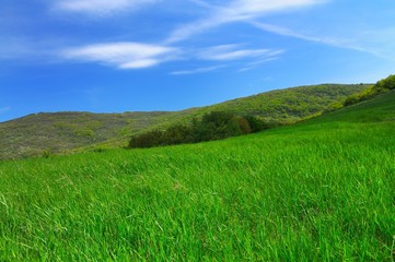 Field with tall green grass, hills in background