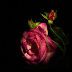 A delicate rose of pink color with dew drops on a dark background.