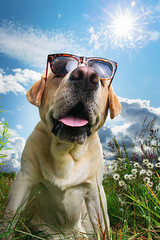 Funny Labrador Retriever in sunglasses sitting on meadow