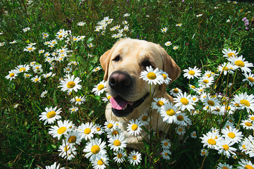 Labrador Retriever dog sitting on flower meadow