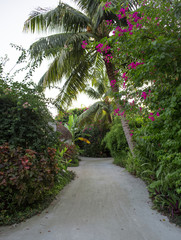 tropical vegetation at a resort in the Maldives