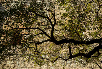 Tree growing by a stone wall in Oaxaca Mexico