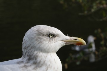 Goéland