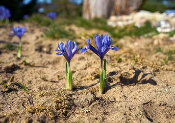 blooming blue onion irises in spring
