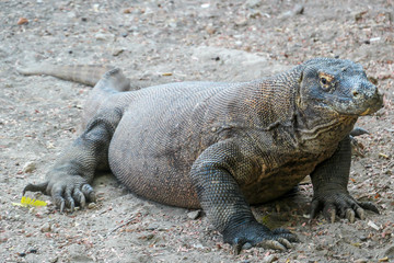 Obraz premium A gigantic, venomous Komodo Dragon roaming free in Komodo National Park, Flores, Indonesia. The dragon is resting in a shadow with its stomach full. Dangerous animal in natural habitat.
