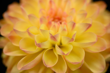 Close up petals of yellow and orange dahlia flower 